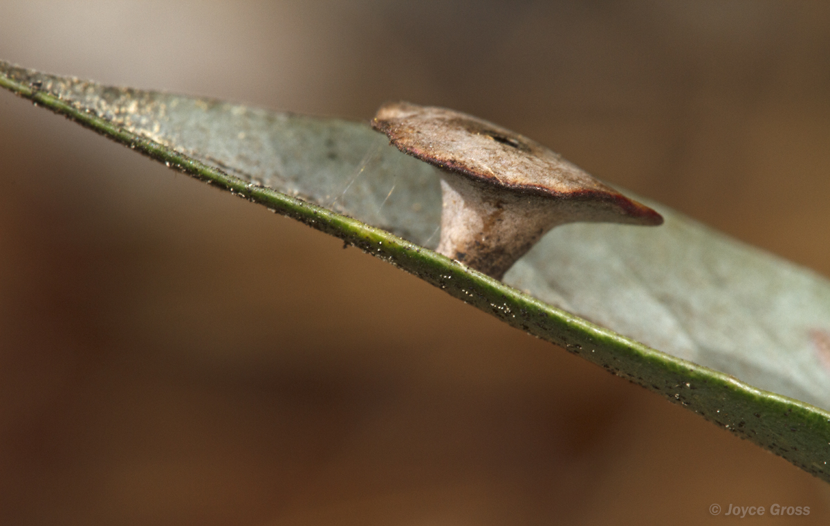 Paracraspis patelloides