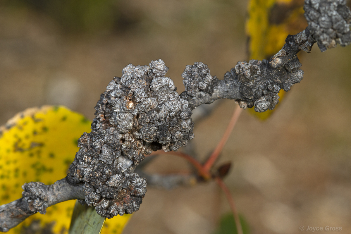 Aceria parapopuli