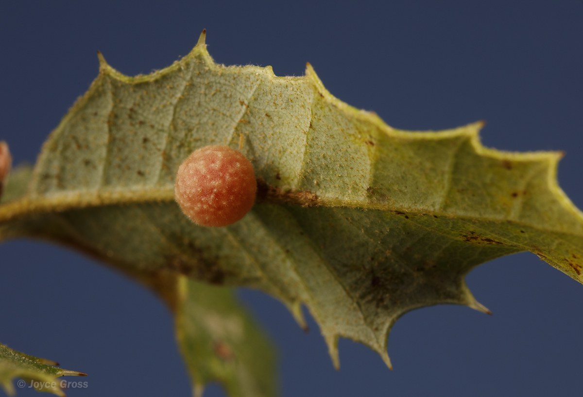 Trichoteras rotundula