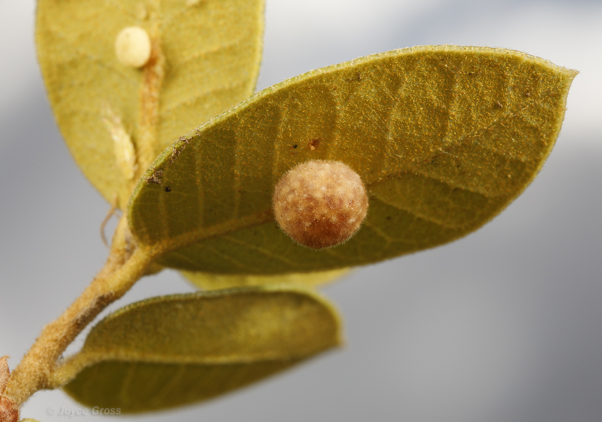 Trichoteras rotundula