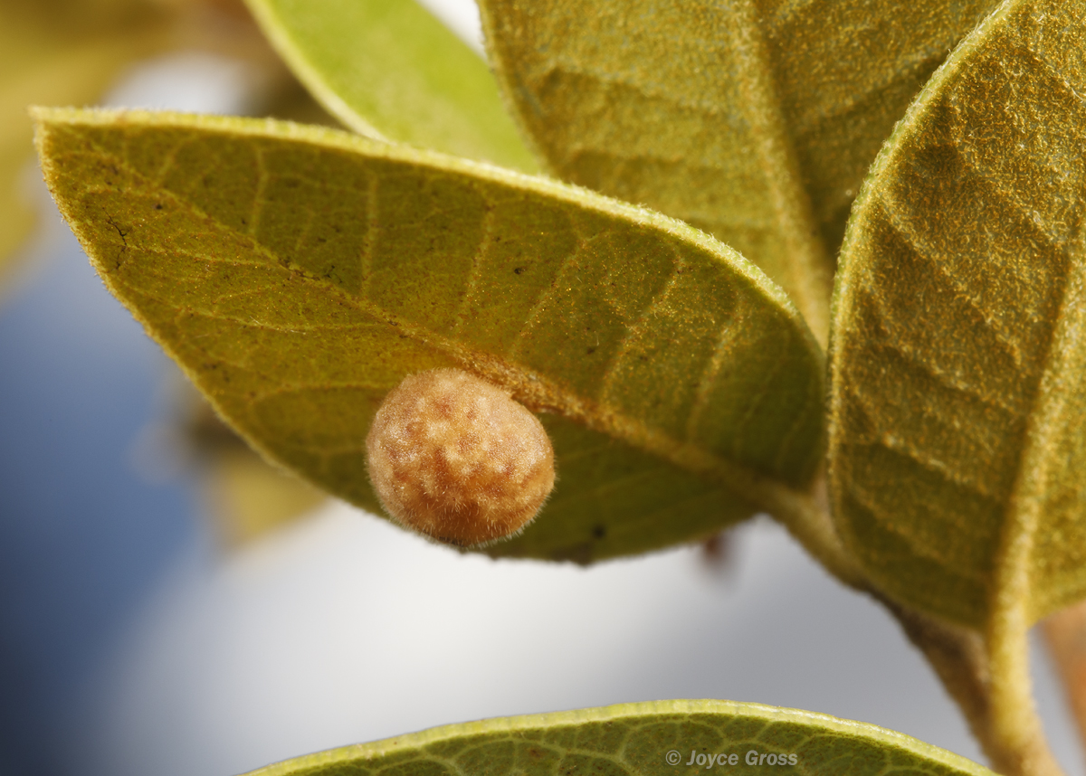 Trichoteras rotundula