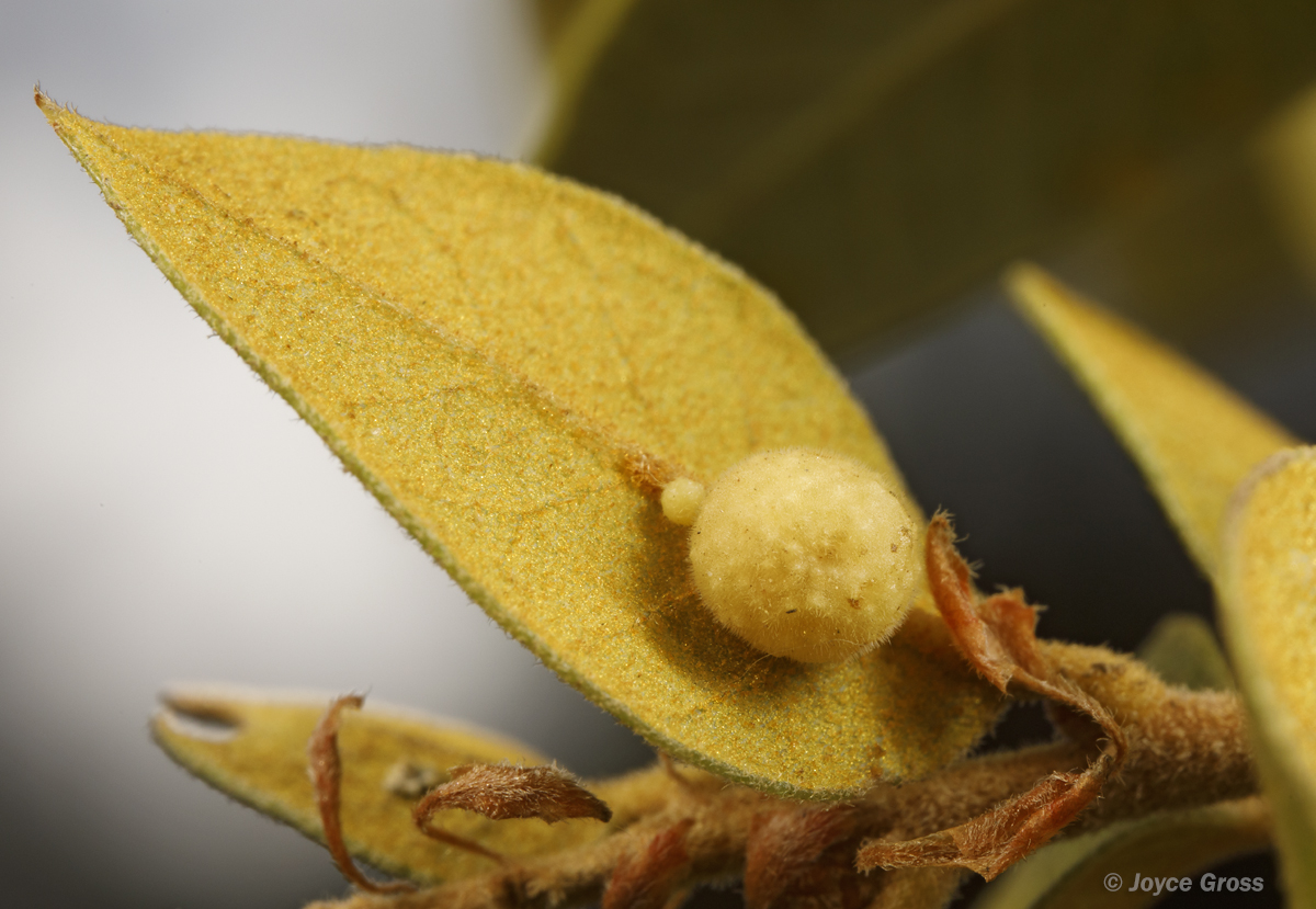 Trichoteras rotundula