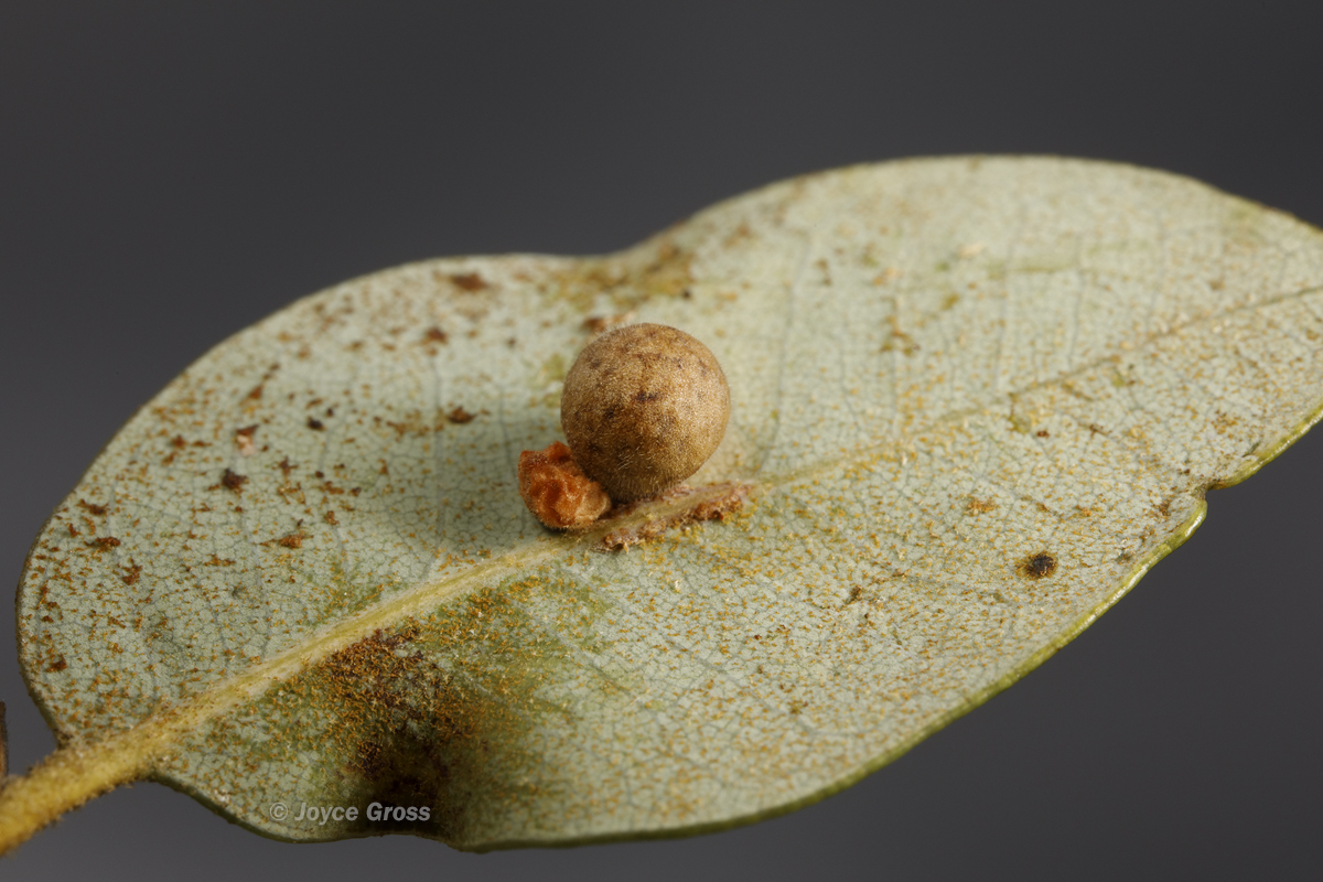 Trichoteras rotundula