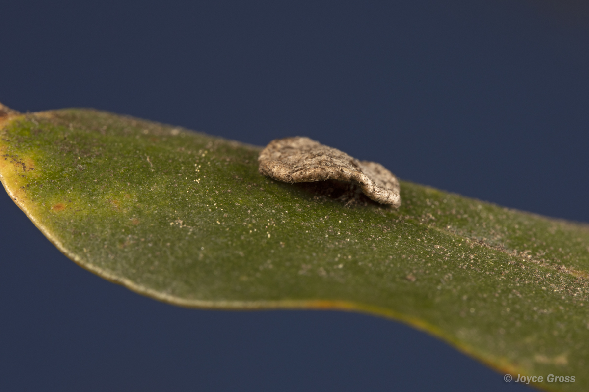Trichoteras perfulvum