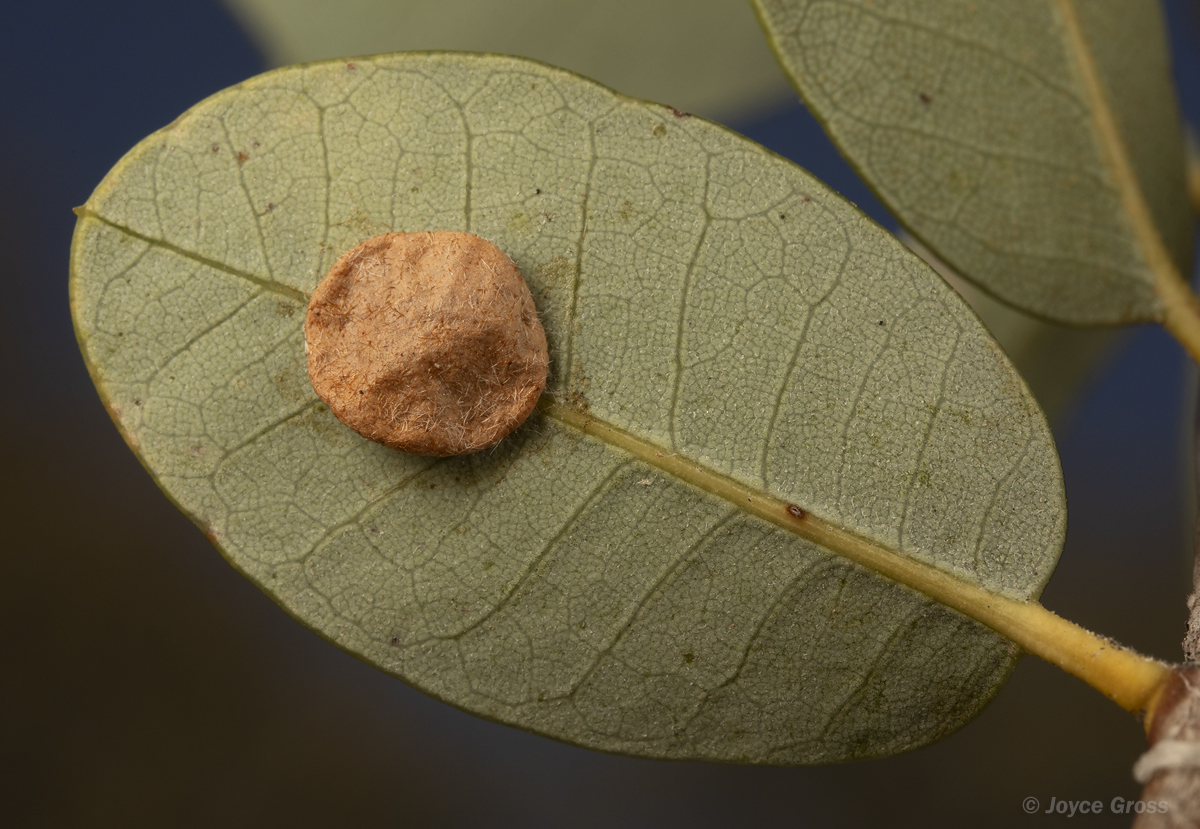 Trichoteras perfulvum