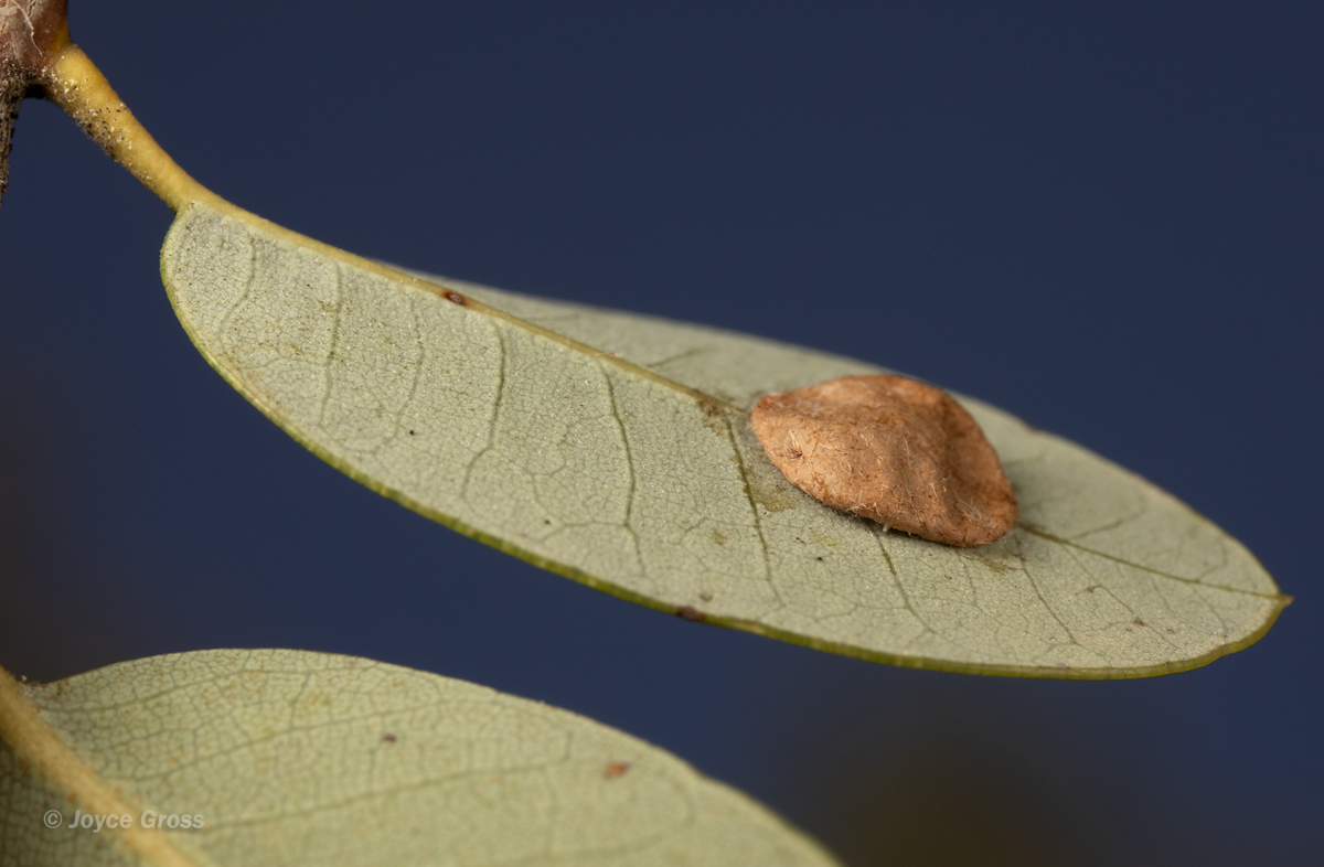 Trichoteras perfulvum