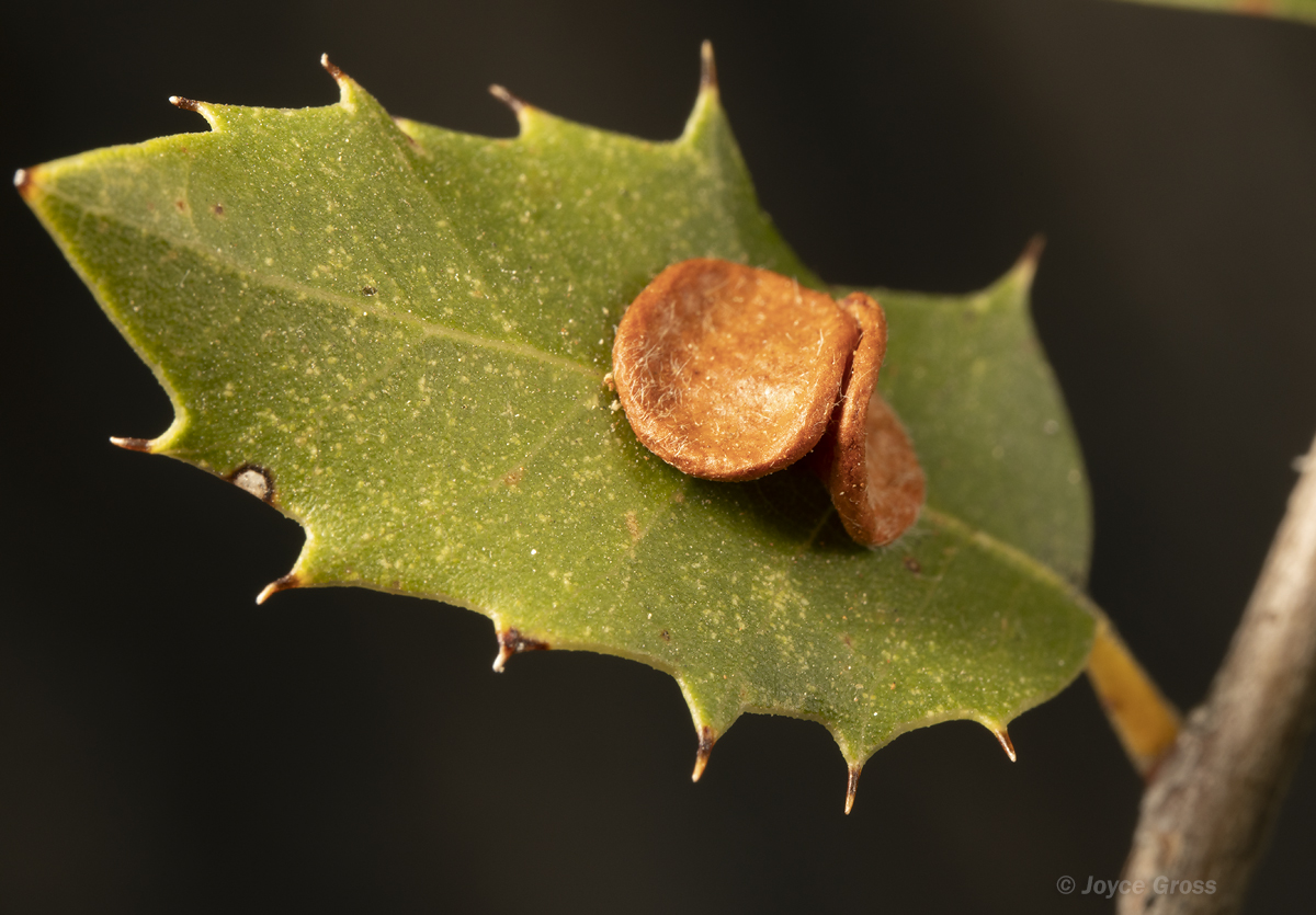 Trichoteras perfulvum