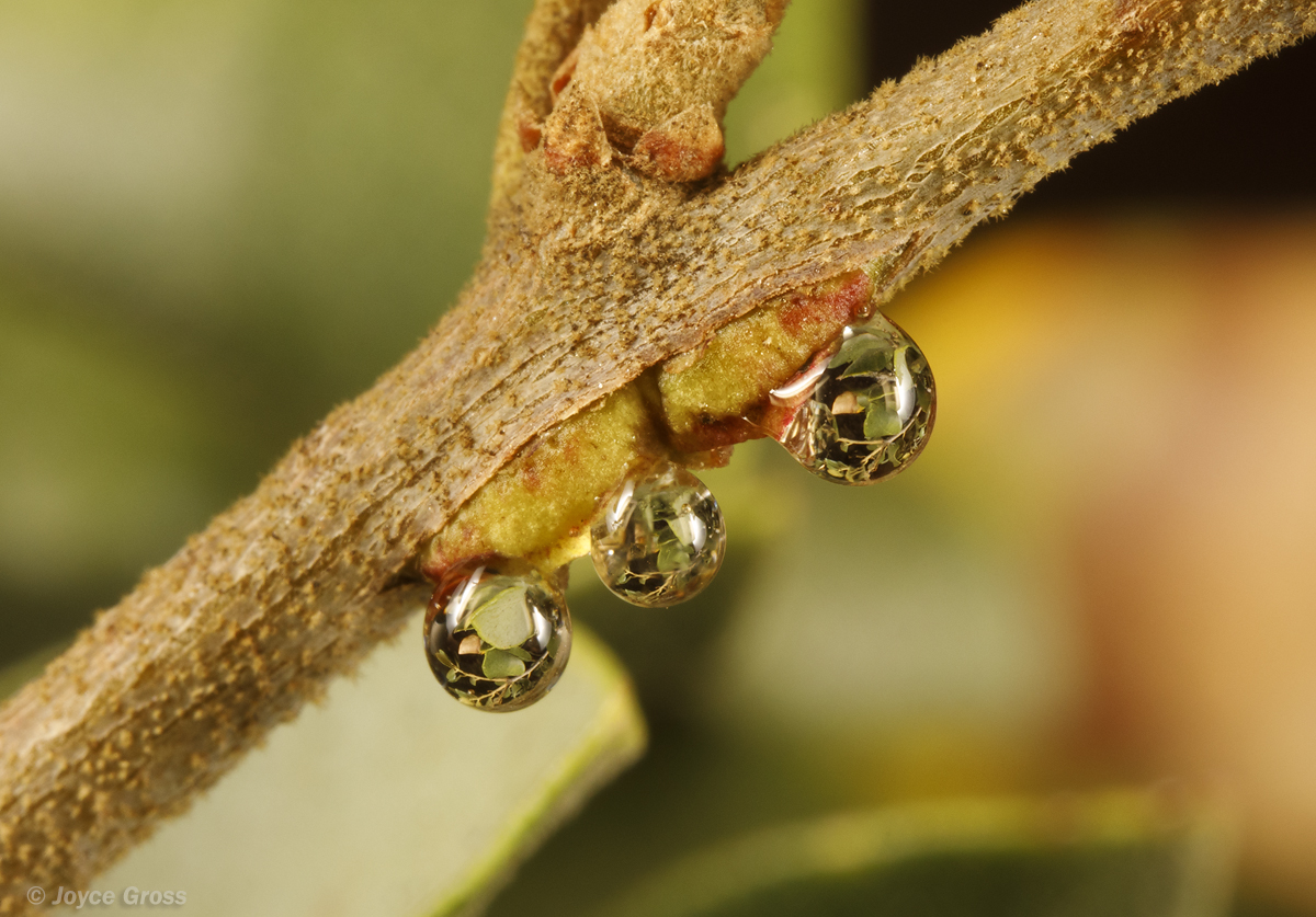Disholandricus chrysolepidis