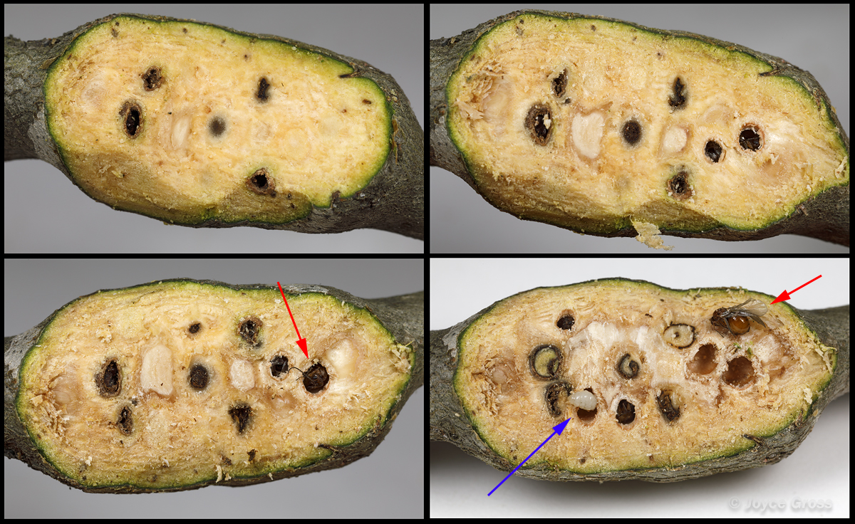 Callirhytis quercussuttoni