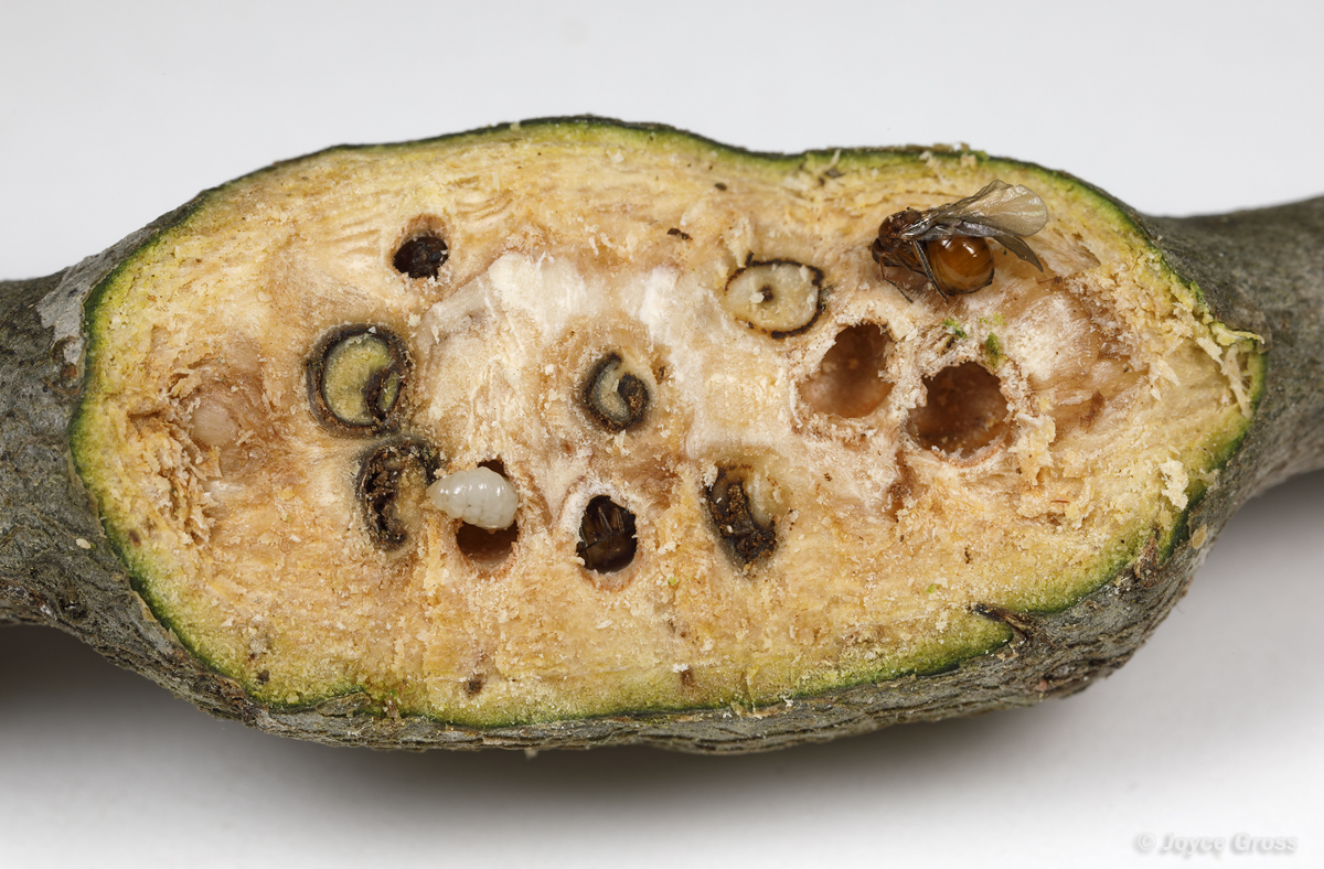 Callirhytis quercussuttoni