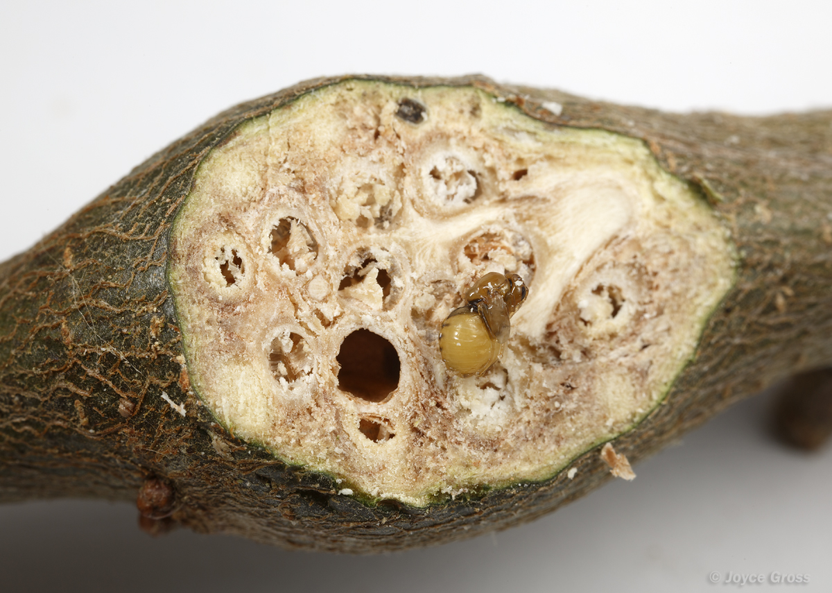 Callirhytis quercussuttoni