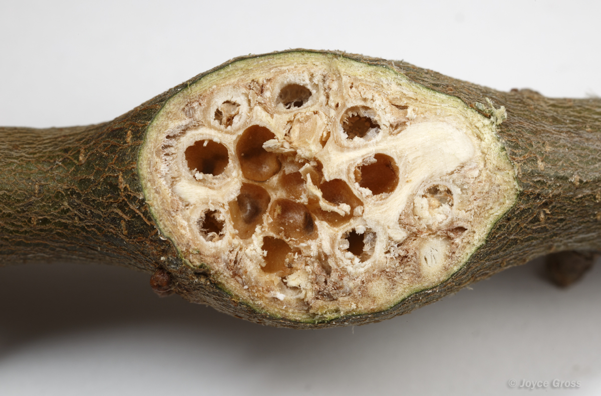 Callirhytis quercussuttoni