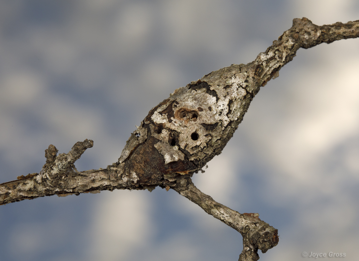 Callirhytis quercussuttoni