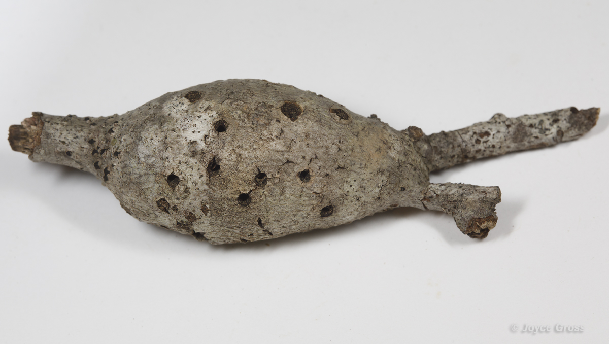 Callirhytis quercussuttoni