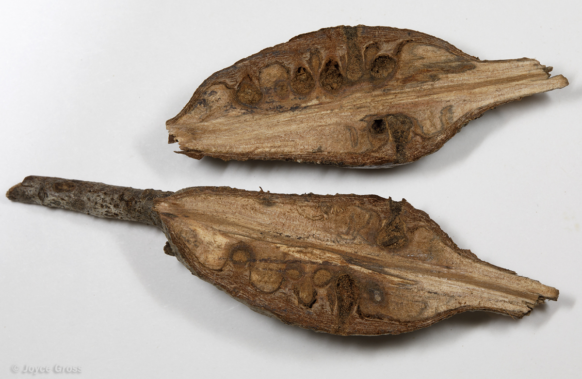 Callirhytis quercussuttoni