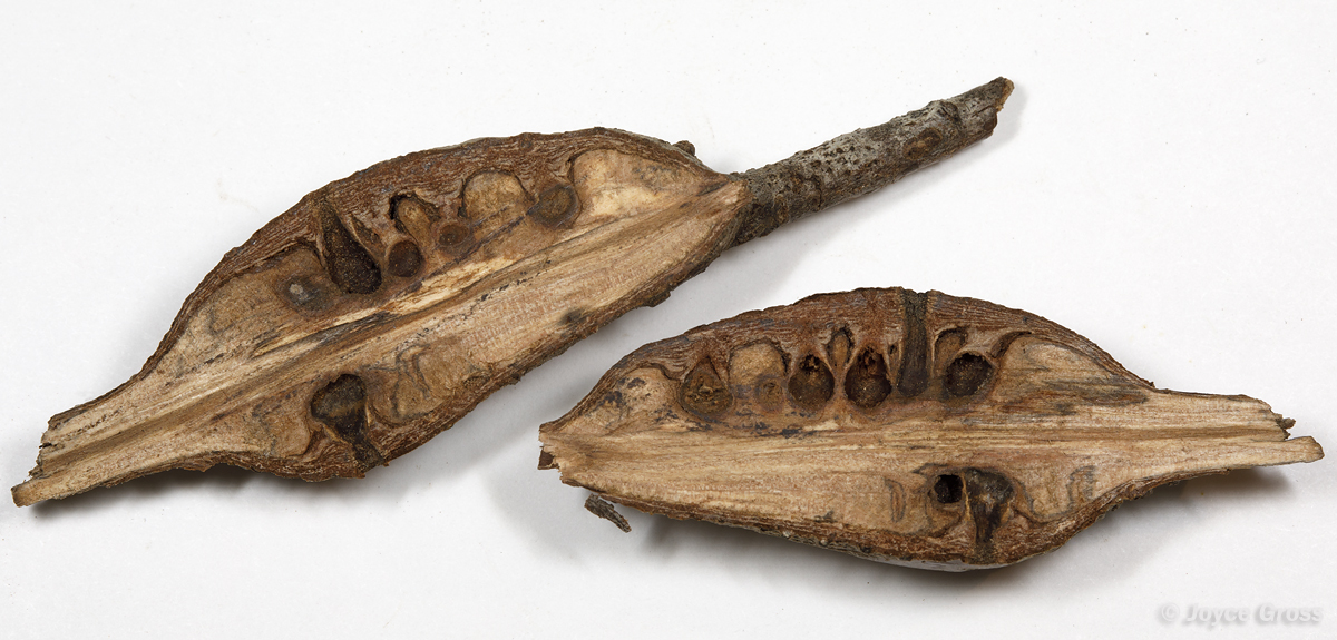 Callirhytis quercussuttoni