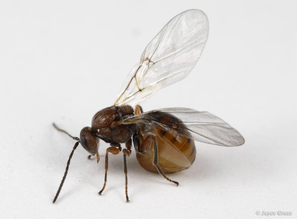 Callirhytis quercussuttoni