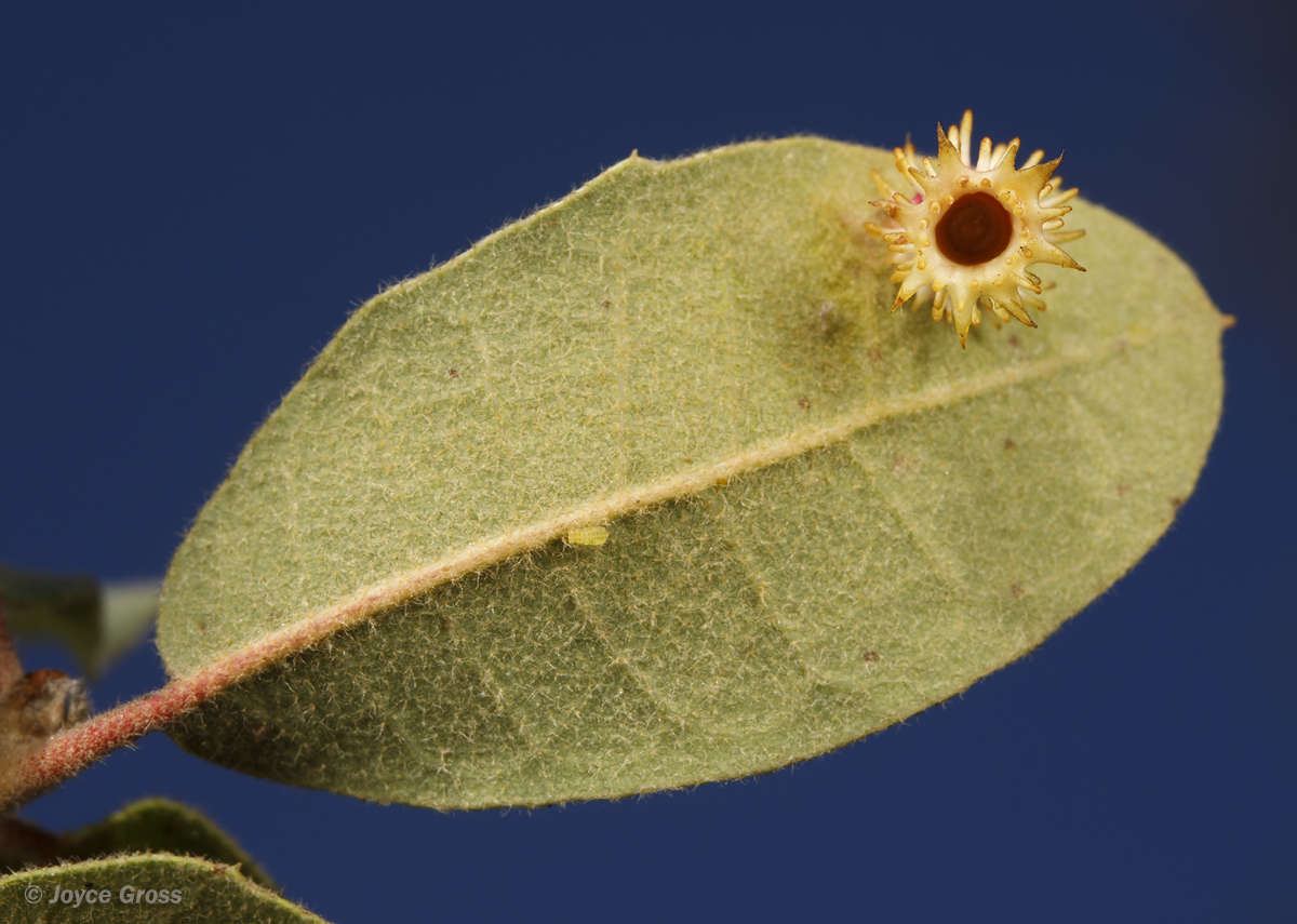 Feron splendens