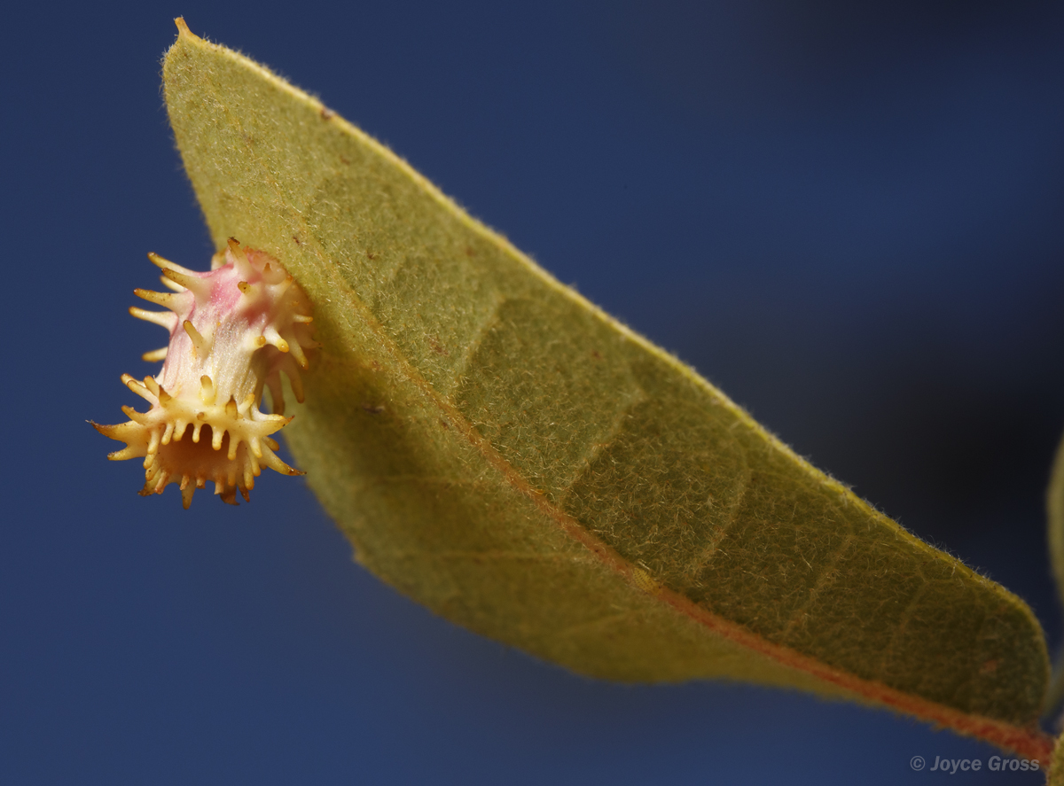 Feron splendens