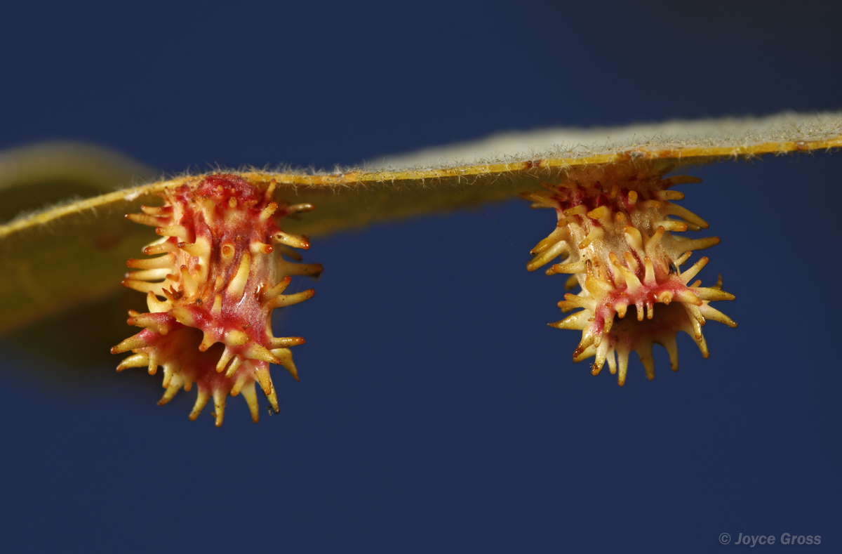 Feron splendens