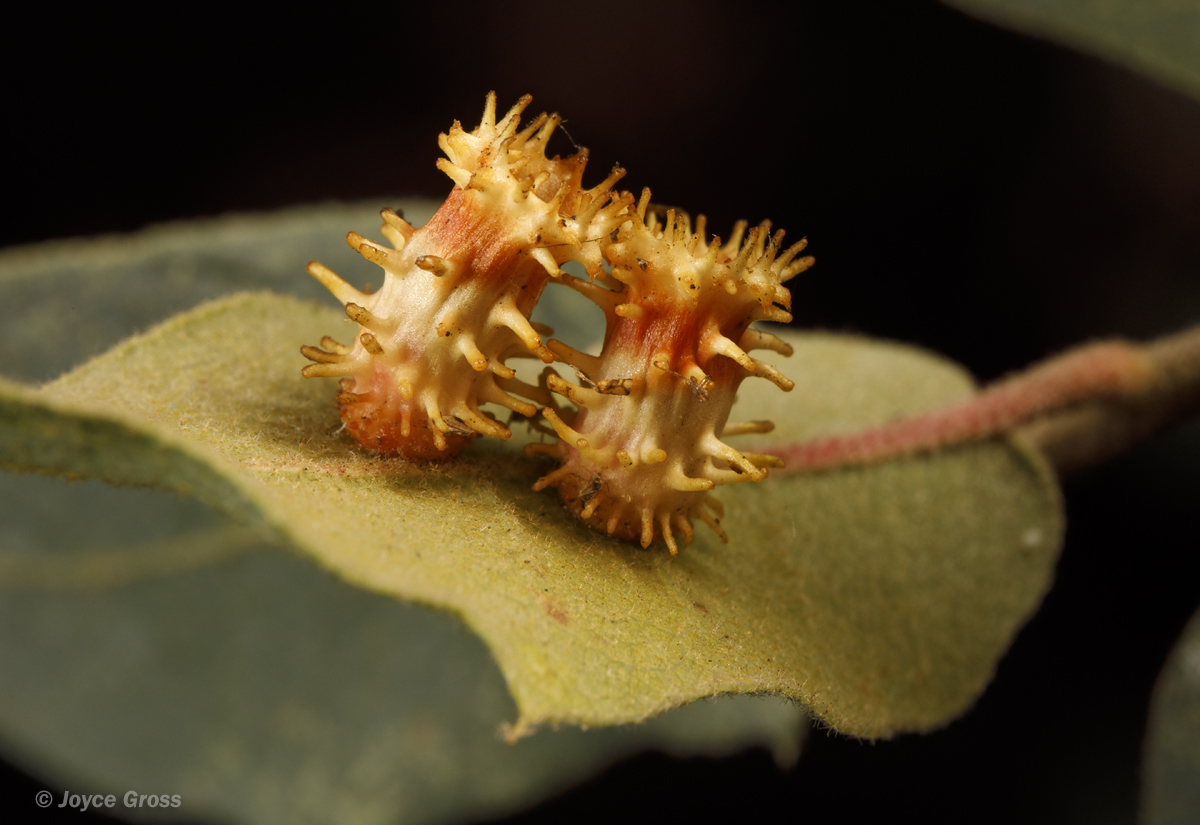 Feron splendens