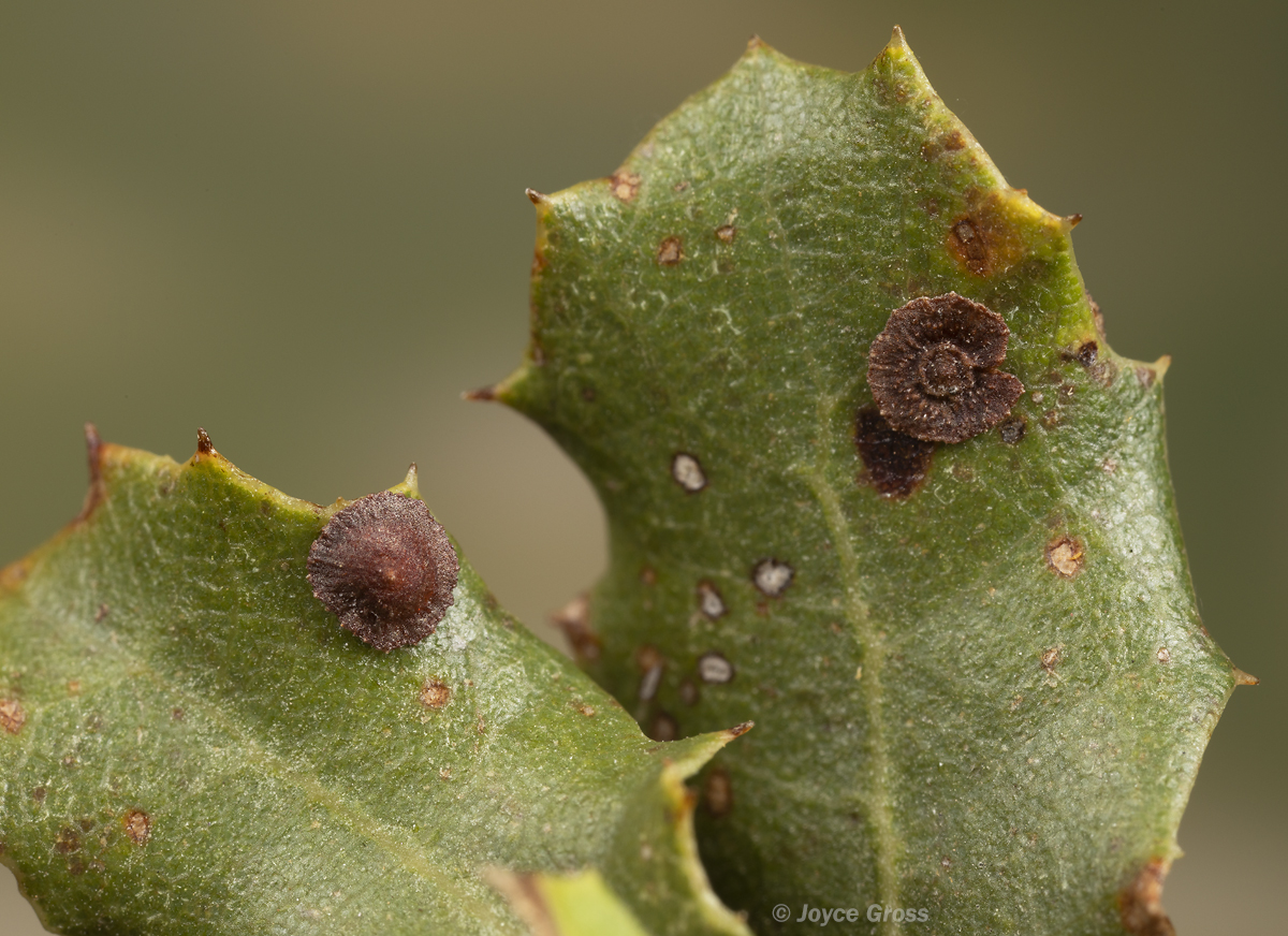 Feron californicum