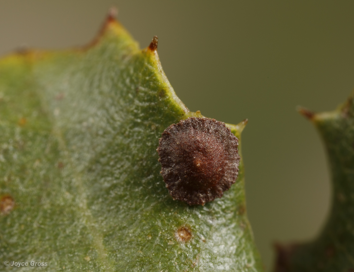 Feron californicum
