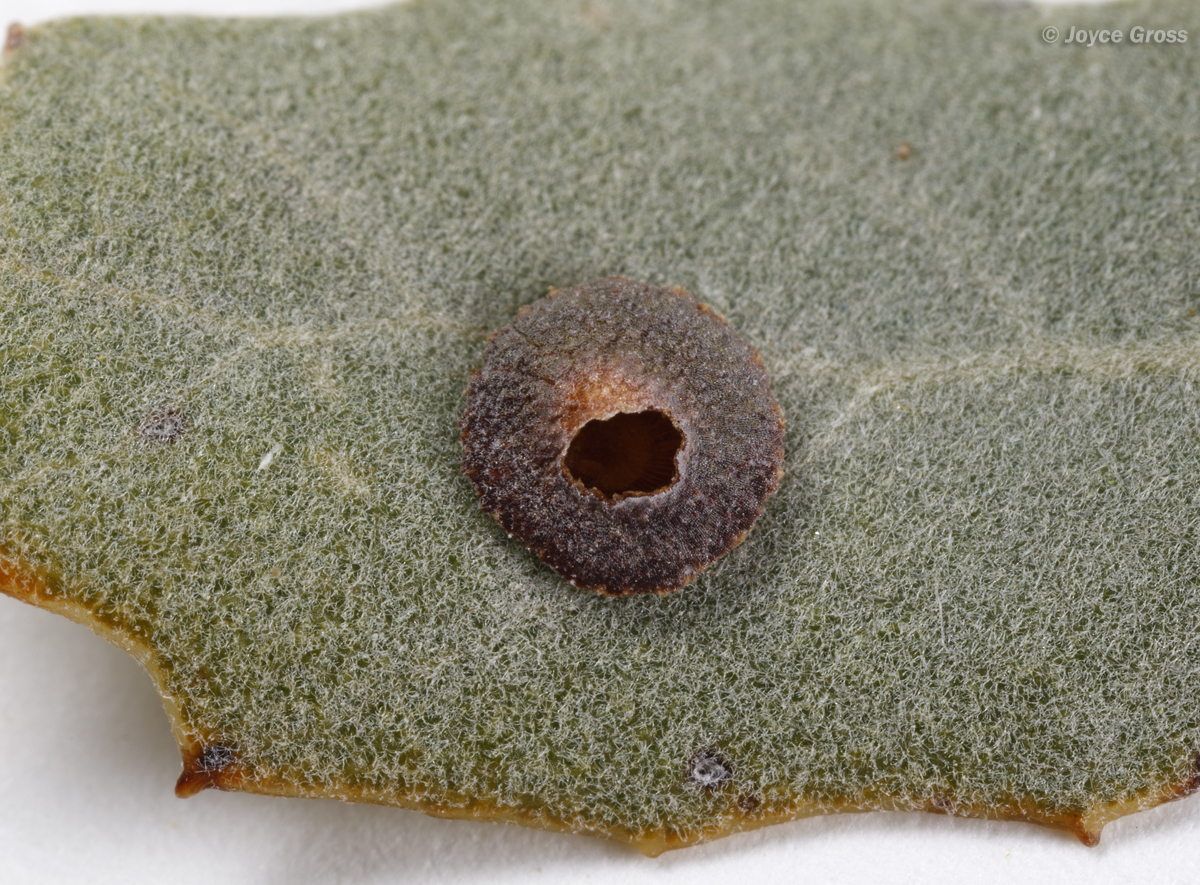 Feron californicum