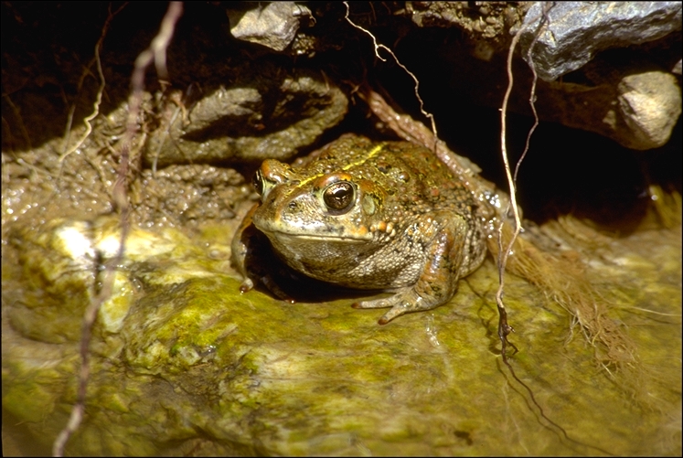 Anaxyrus boreas