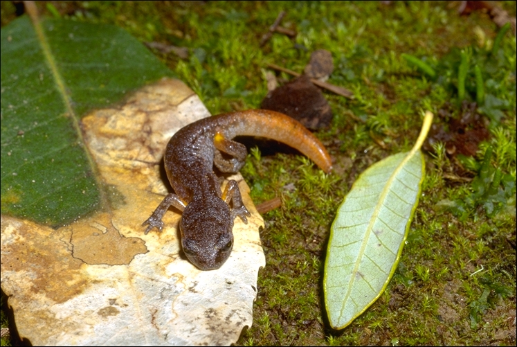 Ensatina eschscholtzii oregonensis