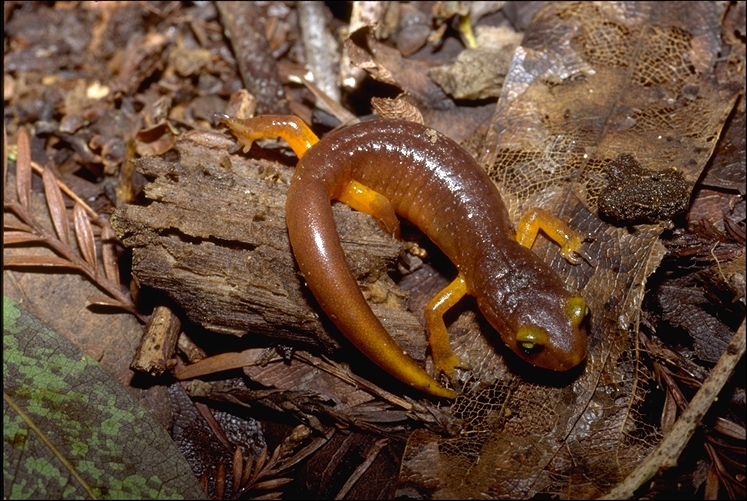 Ensatina eschscholtzii xanthoptica