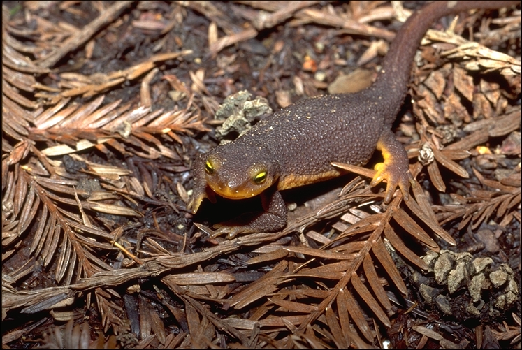 Taricha torosa