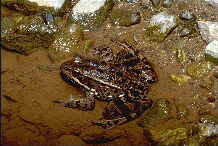 Rana draytonii
