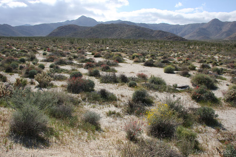 Indian Valley, Anza Borrego Desert State Park, California