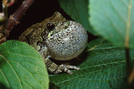 Hyla versicolor