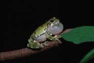 Hyla versicolor