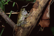 Hyla versicolor