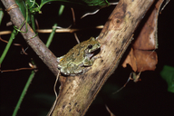 Hyla versicolor