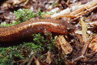 Plethodon cinereus