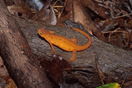 Notophthalmus viridescens