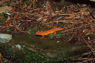 Notophthalmus viridescens