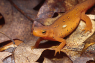 Notophthalmus viridescens