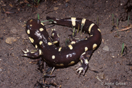 Ambystoma californiense