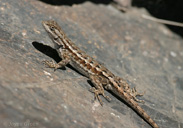 Sceloporus occidentalis