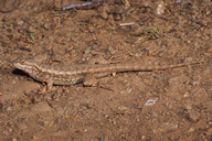 Sceloporus occidentalis