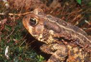 Anaxyrus americanus
