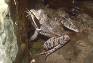 Rana sylvatica