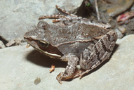 Rana sylvatica