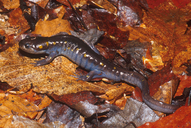 Ambystoma maculatum