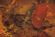 Notophthalmus viridescens